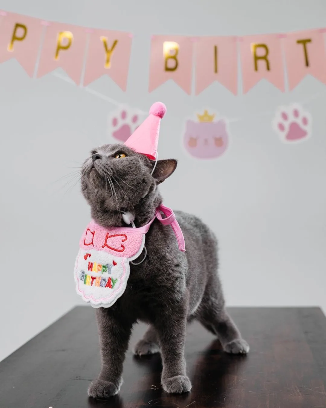 Cumpleaños Gatuno
