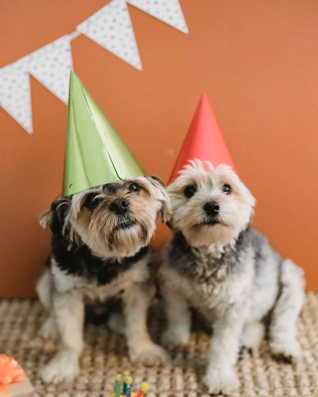 Cumpleaños Perruno